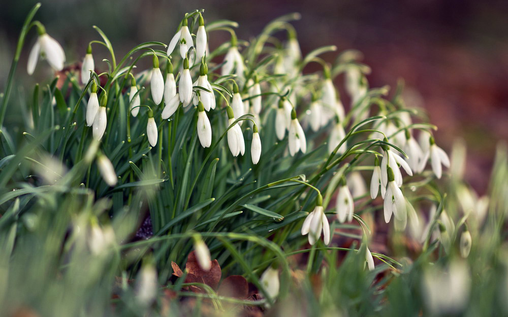 Picture 19 of See the beauty and legendary vitality of snow-blown flowers