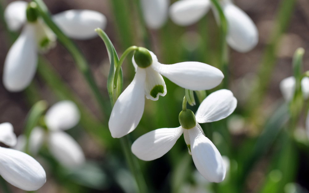 Picture 20 of See the beauty and legendary vitality of snow-blown flowers
