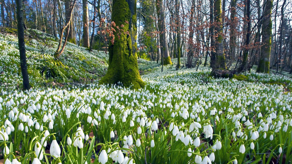 Picture 21 of See the beauty and legendary vitality of snow-blown flowers