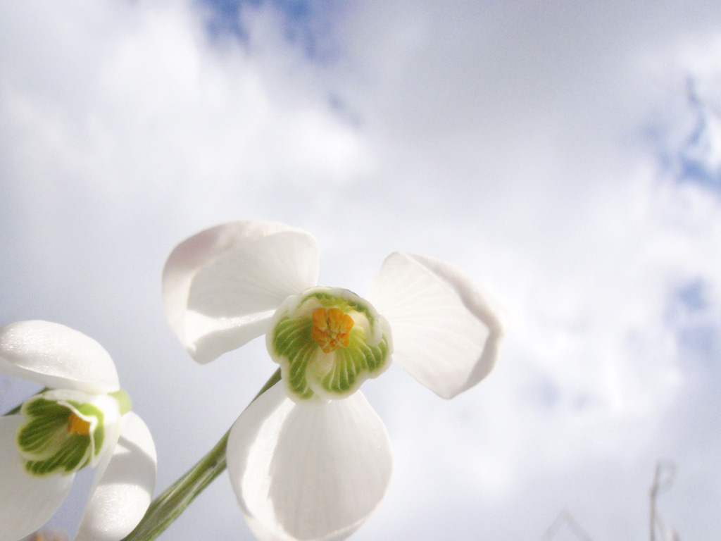 Picture 22 of See the beauty and legendary vitality of snow-blown flowers