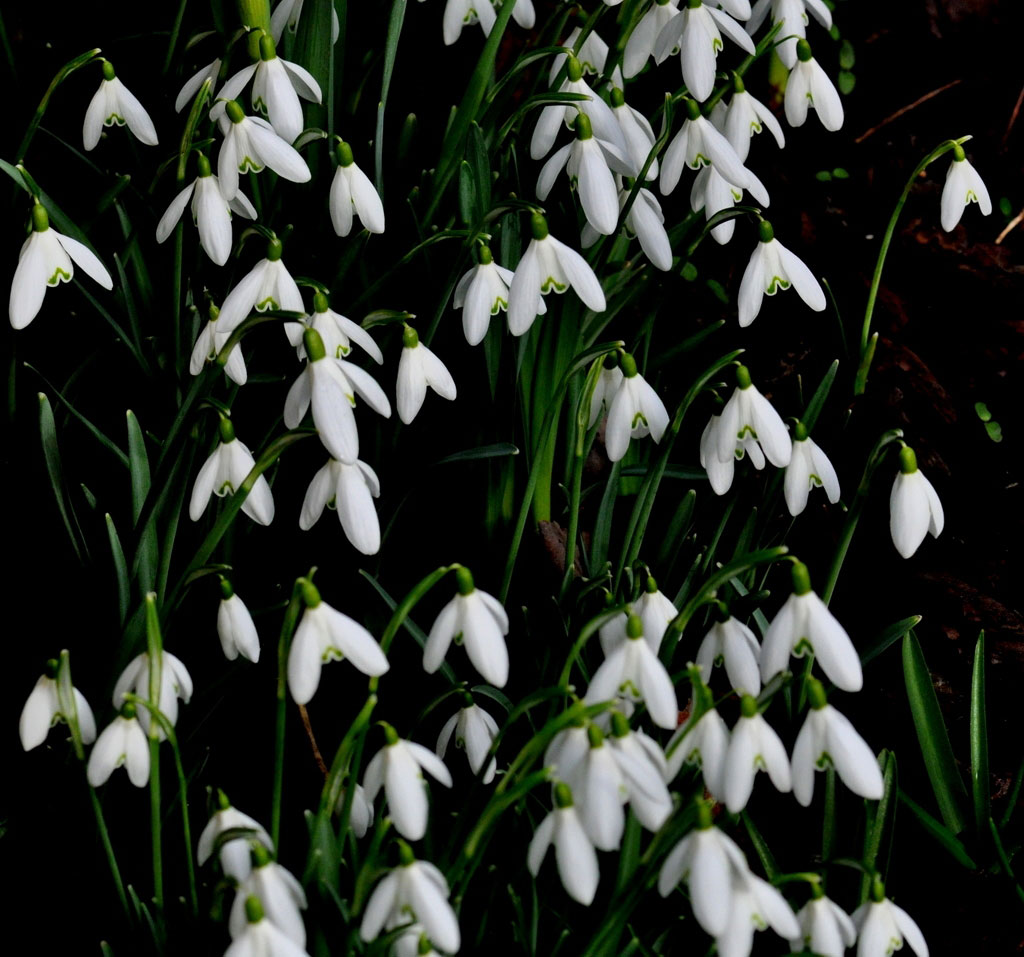 Picture 23 of See the beauty and legendary vitality of snow-blown flowers