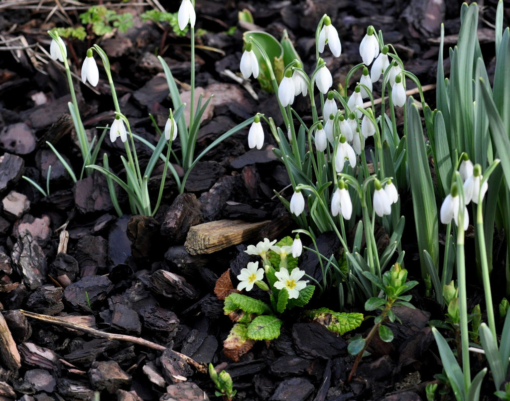 Picture 24 of See the beauty and legendary vitality of snow-blown flowers