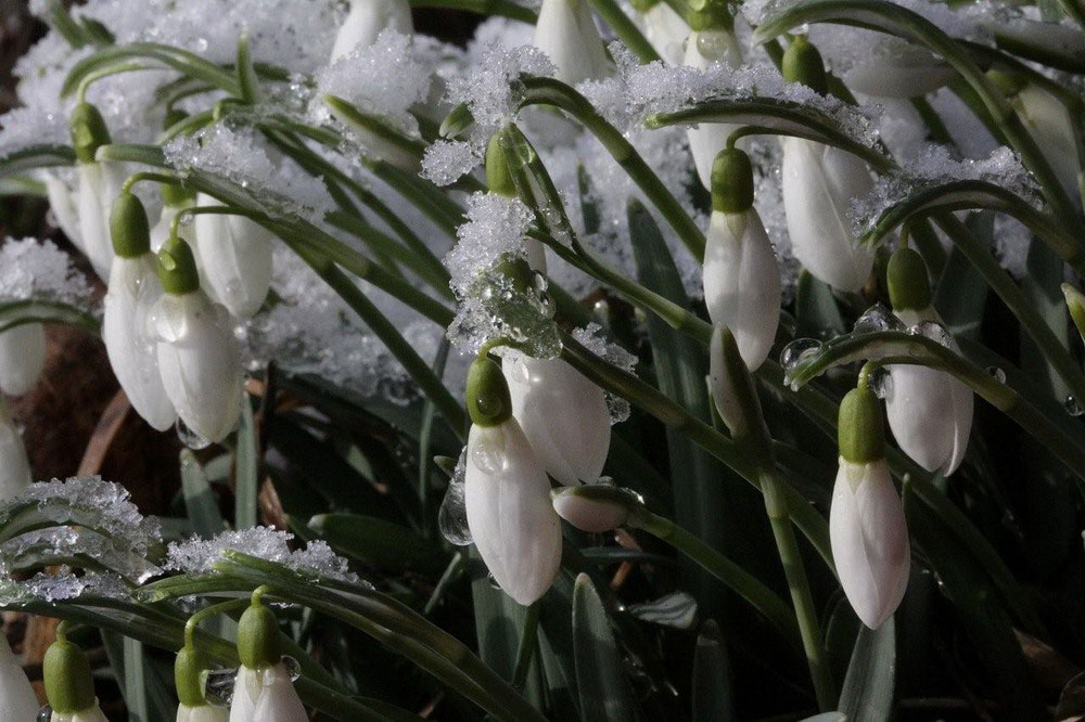 Picture 7 of See the beauty and legendary vitality of snow-blown flowers