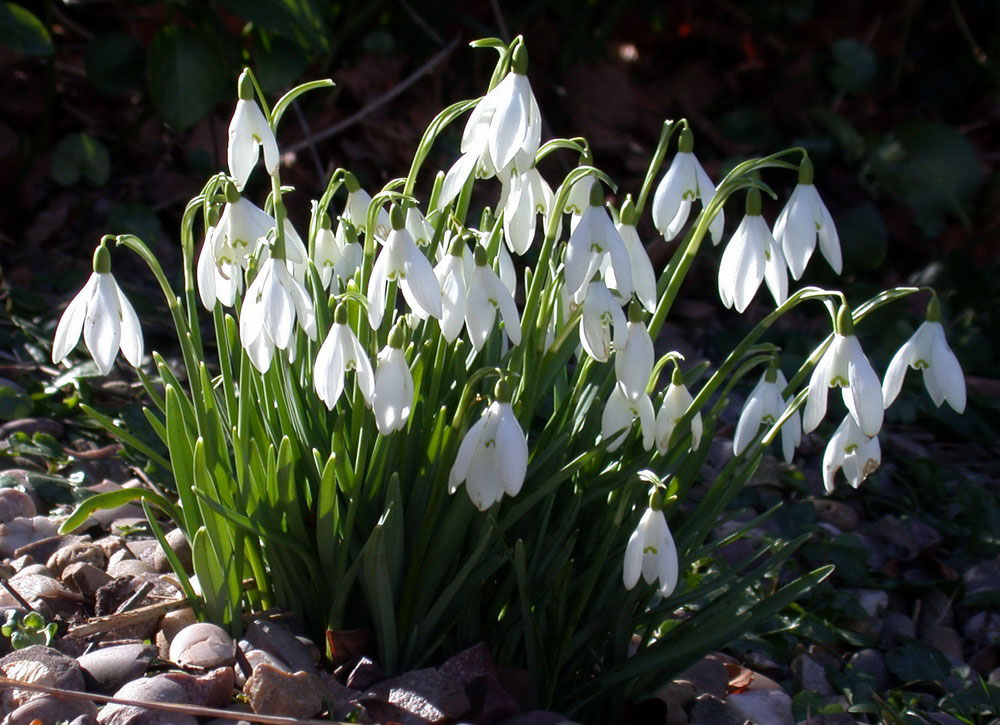 Picture 8 of See the beauty and legendary vitality of snow-blown flowers