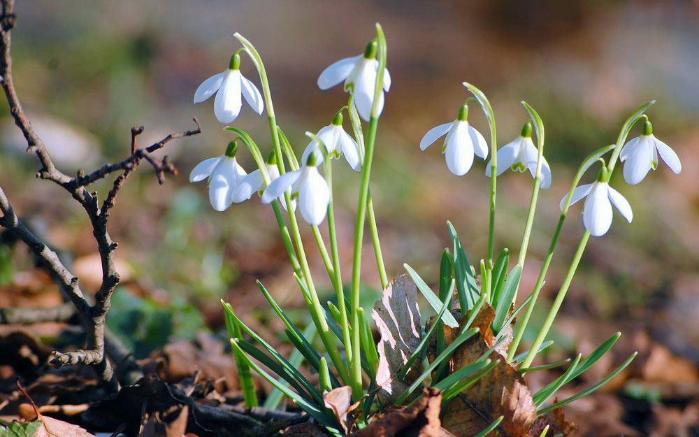 Picture 9 of See the beauty and legendary vitality of snow-blown flowers
