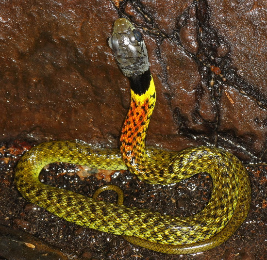 Picture 8 of See the beauty of 'death' of the seven-color snake of Vietnam