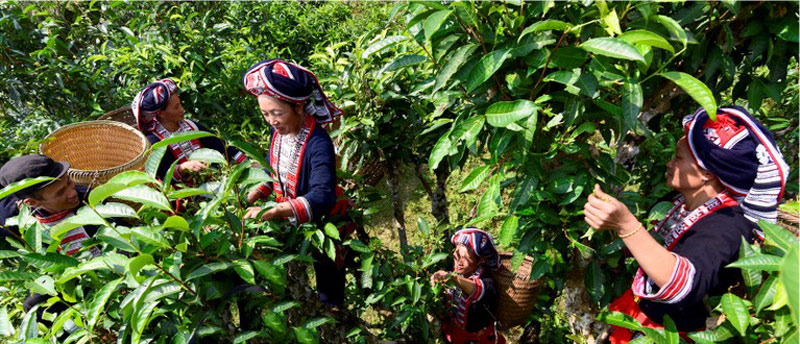 Picture 9 of See the beauty of the land and the Hoang Su Phi people