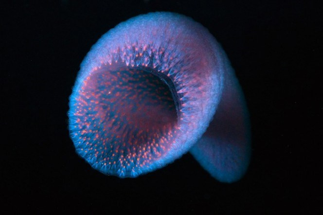 Picture 4 of See the giant worms that sharks have to call