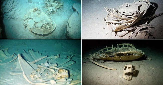 Picture 2 of See the graveyard of turtles in the mysterious sea cave