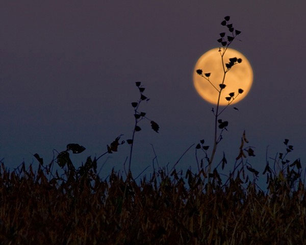 Picture 1 of See the Harvest Moon and Super Moon phenomenon tonight