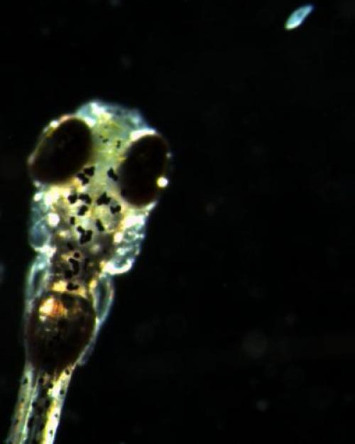 Picture 1 of See the idea of ​​zebra fish