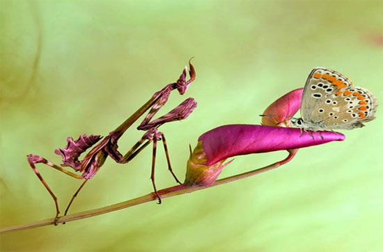 Picture 1 of See the mantis 'smart'