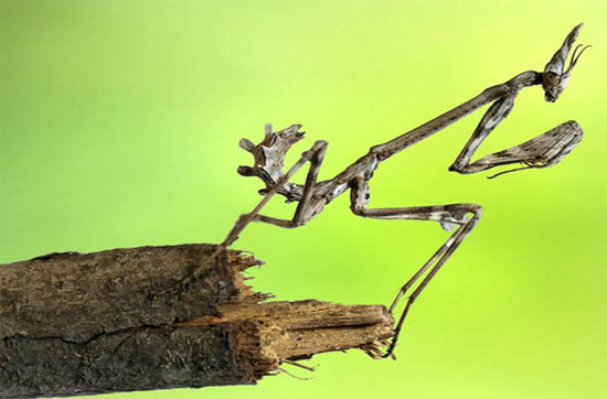 Picture 2 of See the mantis 'smart'