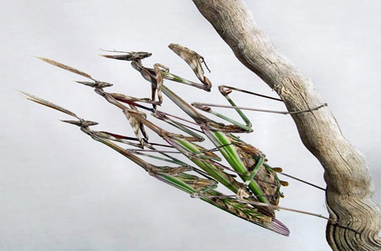 Picture 3 of See the mantis 'smart'