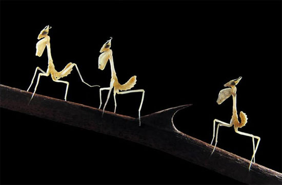 Picture 4 of See the mantis 'smart'