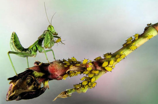 Picture 5 of See the mantis 'smart'