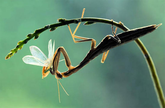 Picture 6 of See the mantis 'smart'