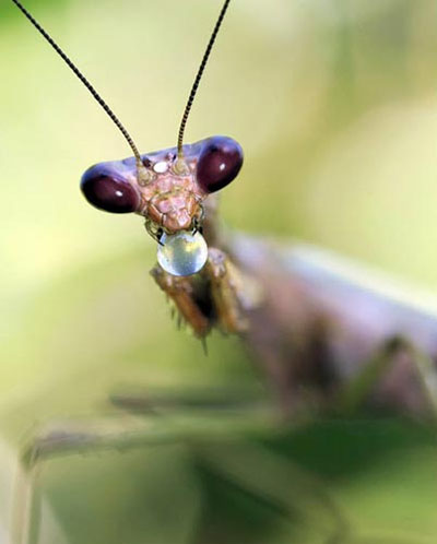 Picture 7 of See the mantis 'smart'