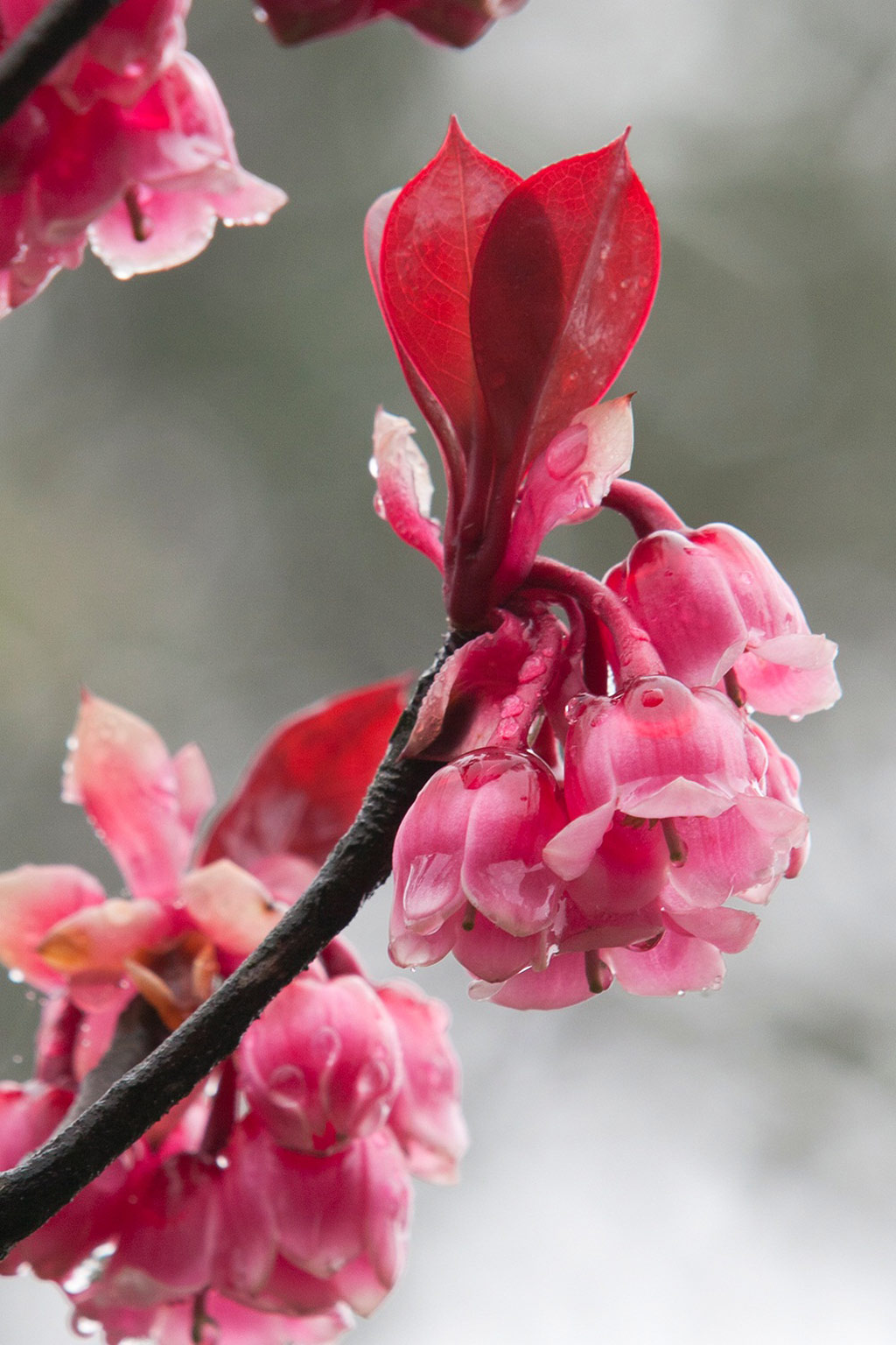 Picture 8 of See the peach blossom blossom brilliantly on top of Ba Na