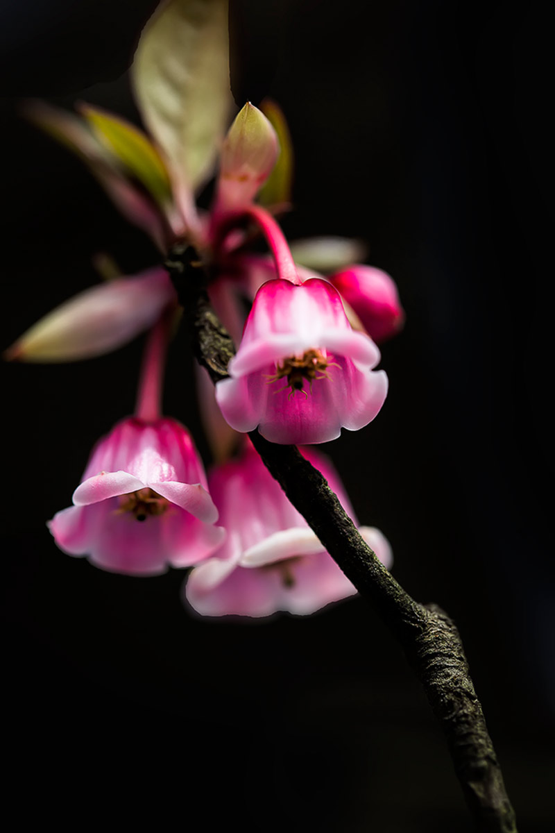 Picture 9 of See the peach blossom blossom brilliantly on top of Ba Na
