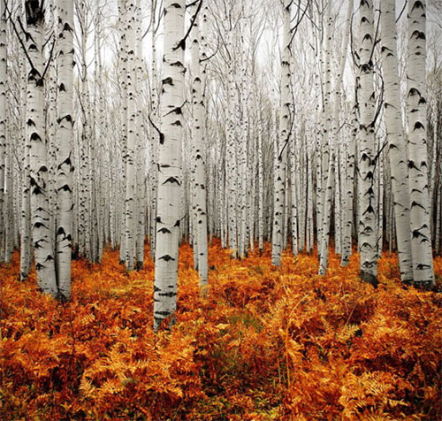 Picture 10 of See the picturesque forest