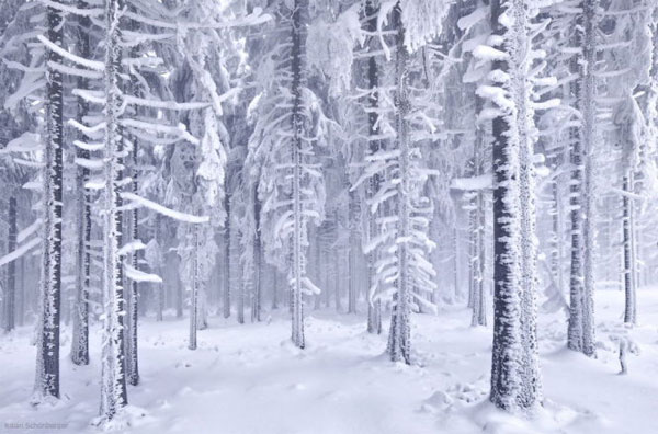 Picture 11 of See the picturesque forest