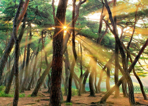 Picture 14 of See the picturesque forest