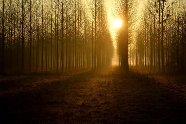 Picture 15 of See the picturesque forest