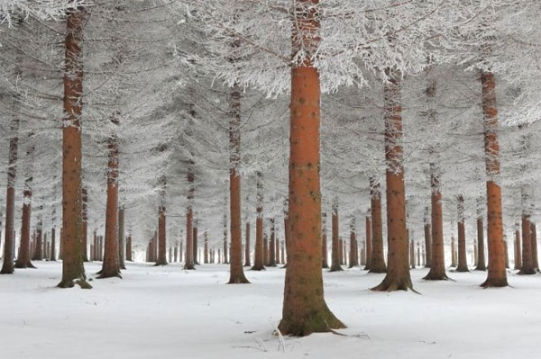 Picture 16 of See the picturesque forest