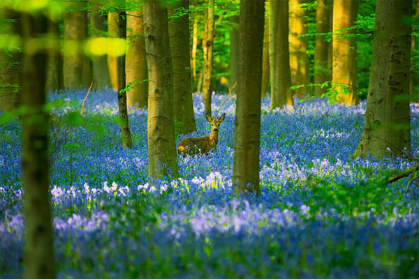 Picture 17 of See the picturesque forest