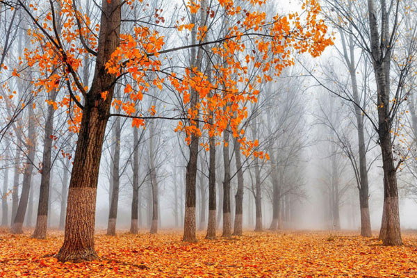 Picture 7 of See the picturesque forest