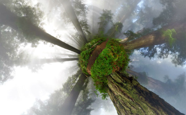 Picture 8 of See the picturesque forest