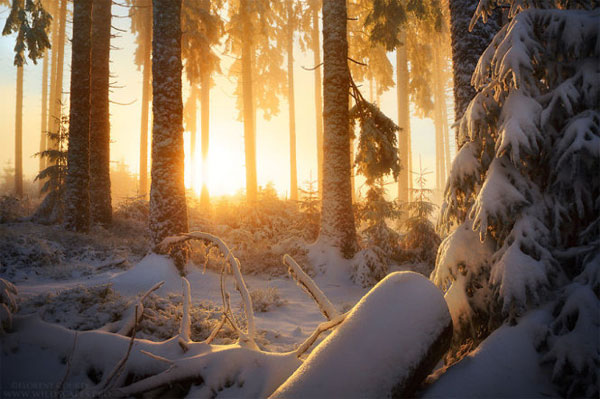 Picture 9 of See the picturesque forest