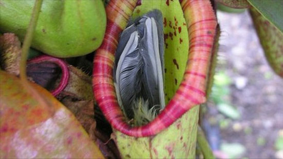 Picture 1 of See the tree 'eat meat' sparrow