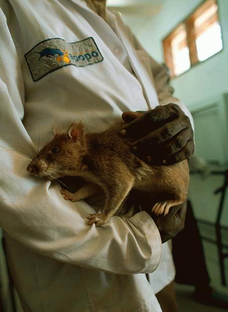Picture 10 of See the 'warrior' mouse mine detector