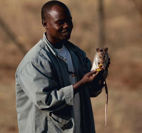 Picture 11 of See the 'warrior' mouse mine detector