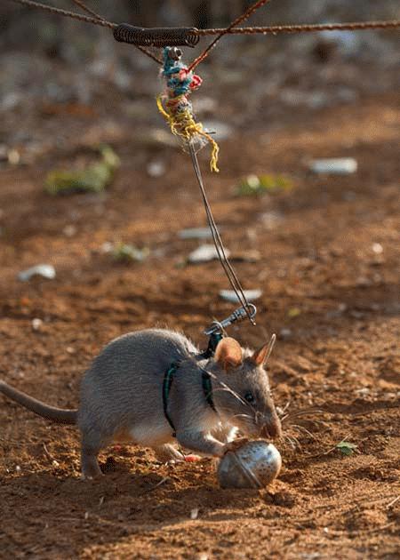 Picture 12 of See the 'warrior' mouse mine detector