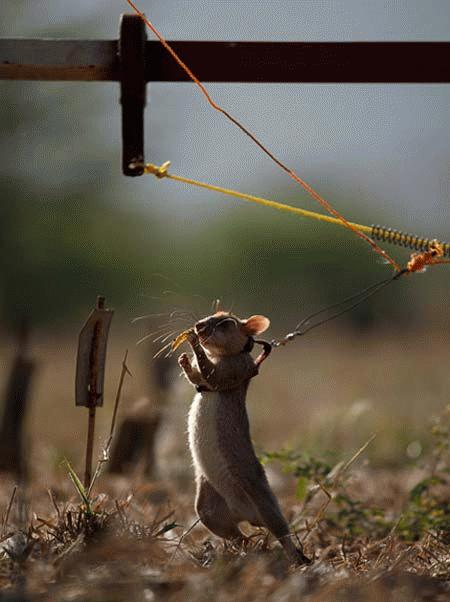 Picture 13 of See the 'warrior' mouse mine detector