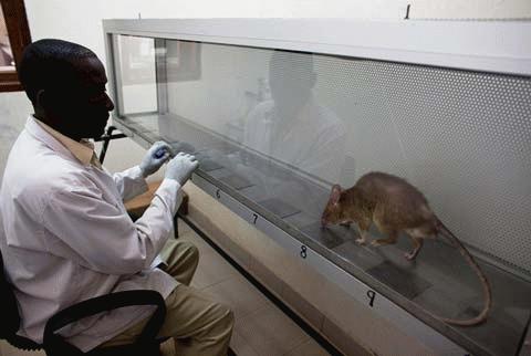 Picture 7 of See the 'warrior' mouse mine detector