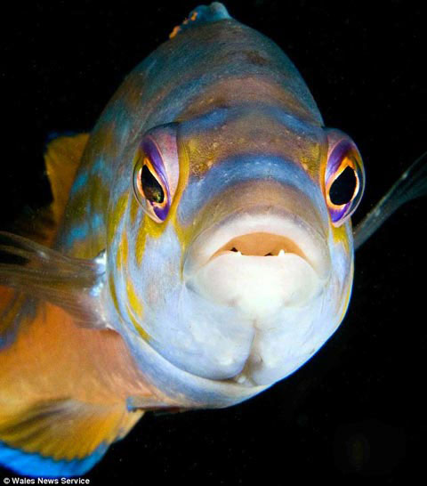 Picture 1 of See the wonderful world at the bottom of the British ocean