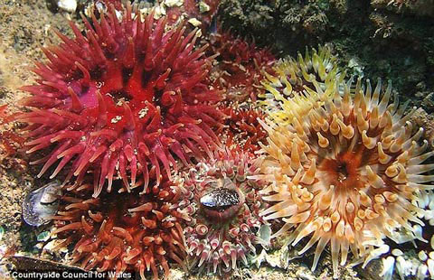 Picture 10 of See the wonderful world at the bottom of the British ocean