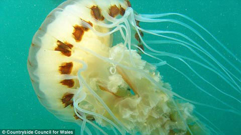 Picture 2 of See the wonderful world at the bottom of the British ocean