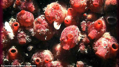 Picture 3 of See the wonderful world at the bottom of the British ocean