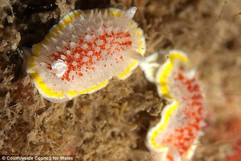 Picture 6 of See the wonderful world at the bottom of the British ocean