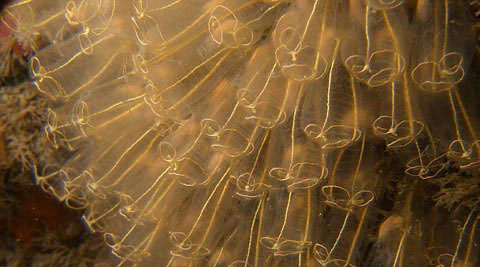 Picture 7 of See the wonderful world at the bottom of the British ocean