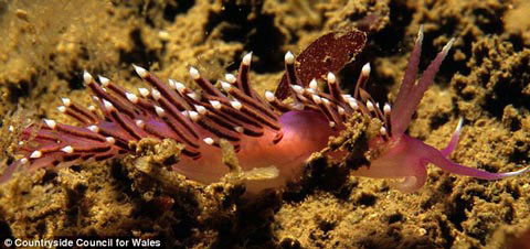 Picture 9 of See the wonderful world at the bottom of the British ocean