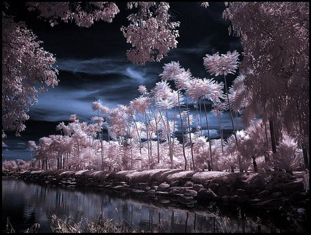 Picture 10 of See the world through infrared filters