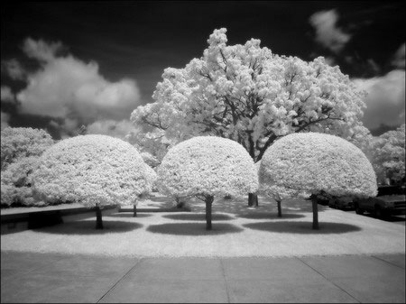 Picture 3 of See the world through infrared filters