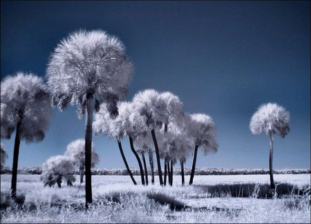 Picture 4 of See the world through infrared filters