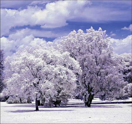 Picture 5 of See the world through infrared filters